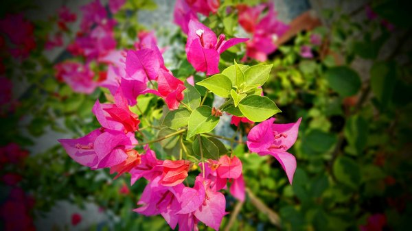 Explorez les styles graphiques essentiels pour vos affiches estivales