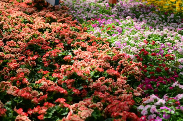 Top astuces au bicarbonate de soude pour éliminer les pucerons