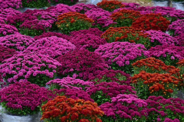 Revolución Digital: Cómo la Tecnología Blockchain Transforma la Administración de Contratos y Acuerdos